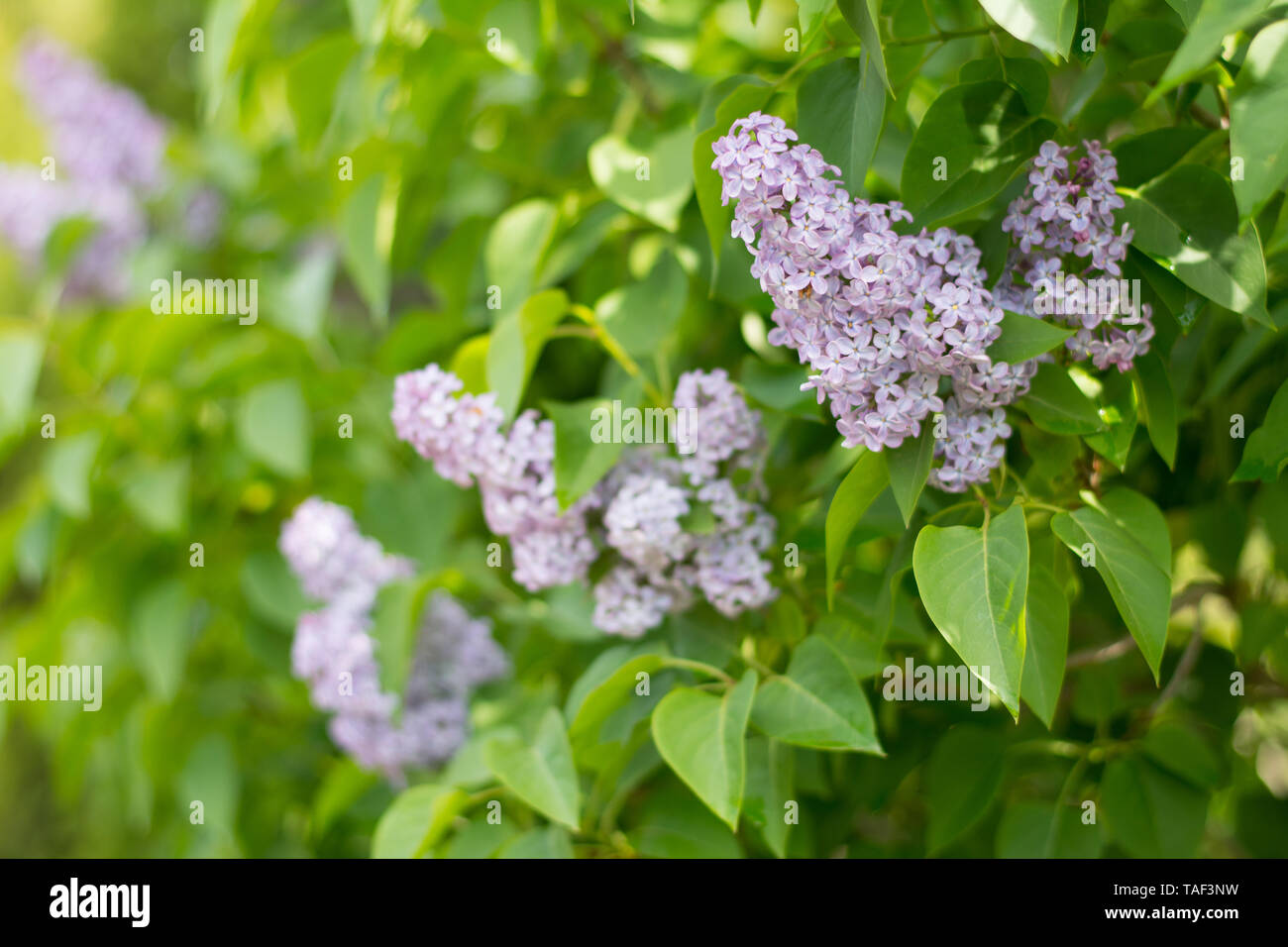 Fleurs lilas violet clair avec des feuilles vertes contexte - l'espace  texte, selective focus Photo Stock - Alamy