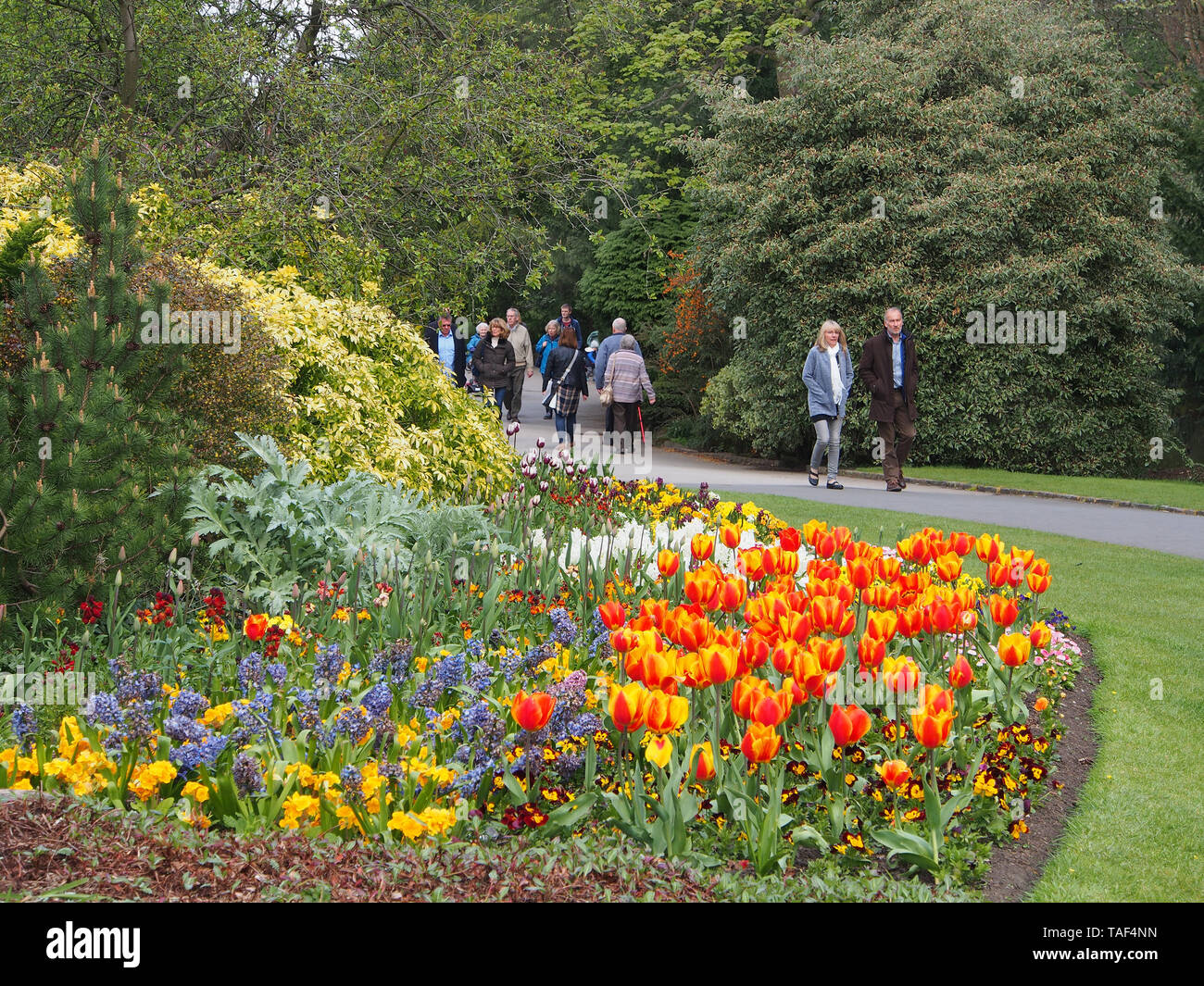 Les personnes qui désirent visiter Valley Gardens à Harrogate, Yorkshire, Angleterre, au printemps, en appréciant les fleurs au printemps et les arbres divers. Banque D'Images
