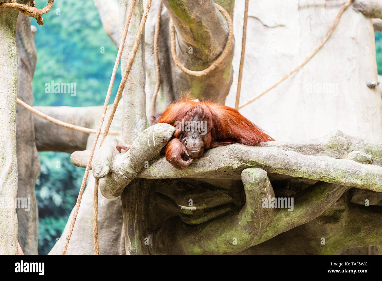 Un adulte portant sur les rochers de l'orang-outan et regard sur l'appareil photo. Banque D'Images