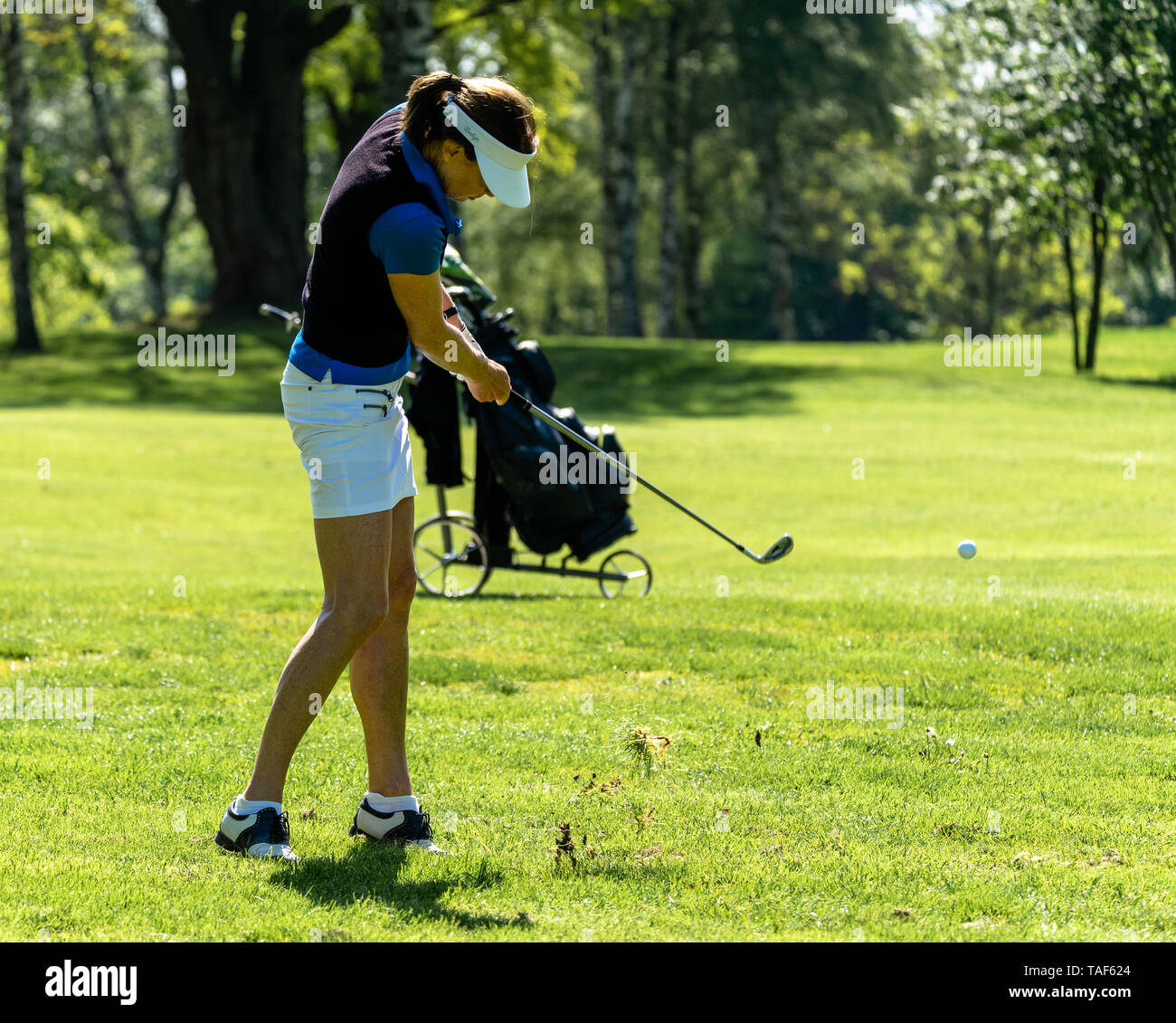 Femme d'âge moyen aux cheveux noirs, blanc short, une chemise bleue et un gilet  noir frapper la boule de golf si fort que des morceaux d'herbe voler dans  l'air Photo Stock -