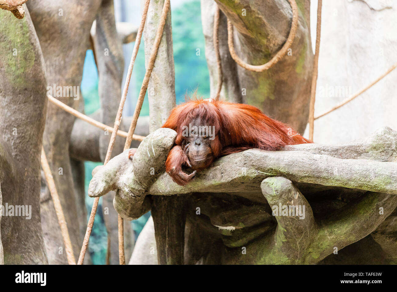 Un adulte portant sur les rochers de l'orang-outan et regard sur l'appareil photo. Banque D'Images