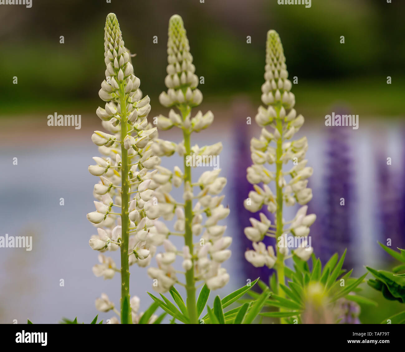 De plus en plus les lupins le long du rivage dans les régions rurales de l'Île du Prince-Édouard, Canada Banque D'Images