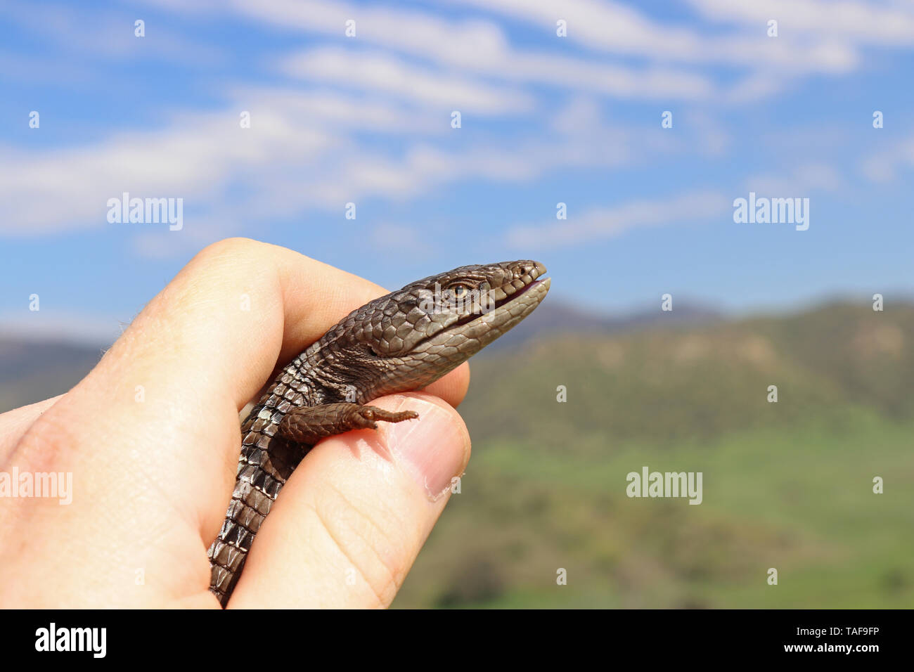 Lézard-alligator du sud (Elgaria multicarinata webbii) Banque D'Images