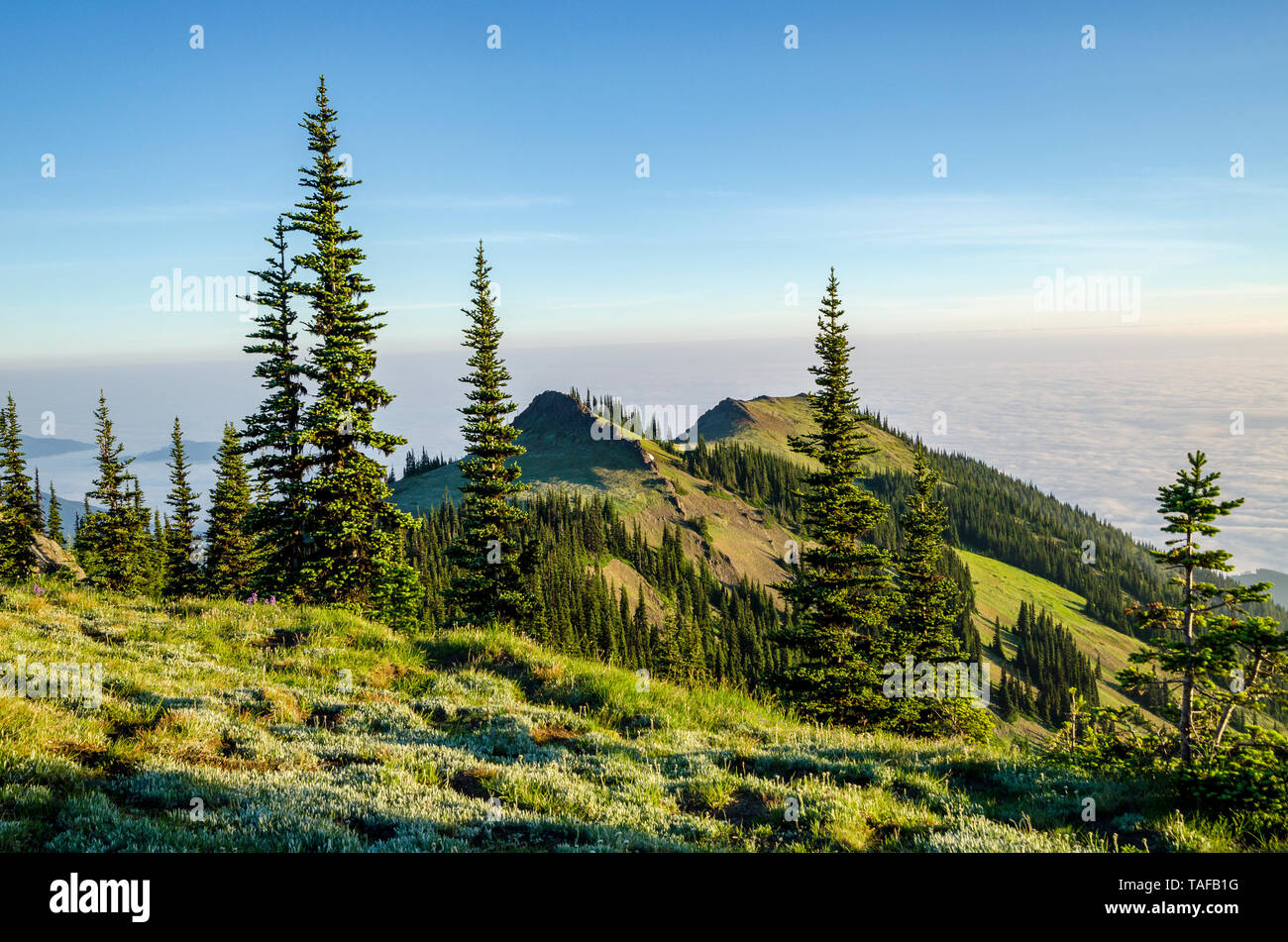 Deer Park, Olympic National Park, Washington, USA Banque D'Images