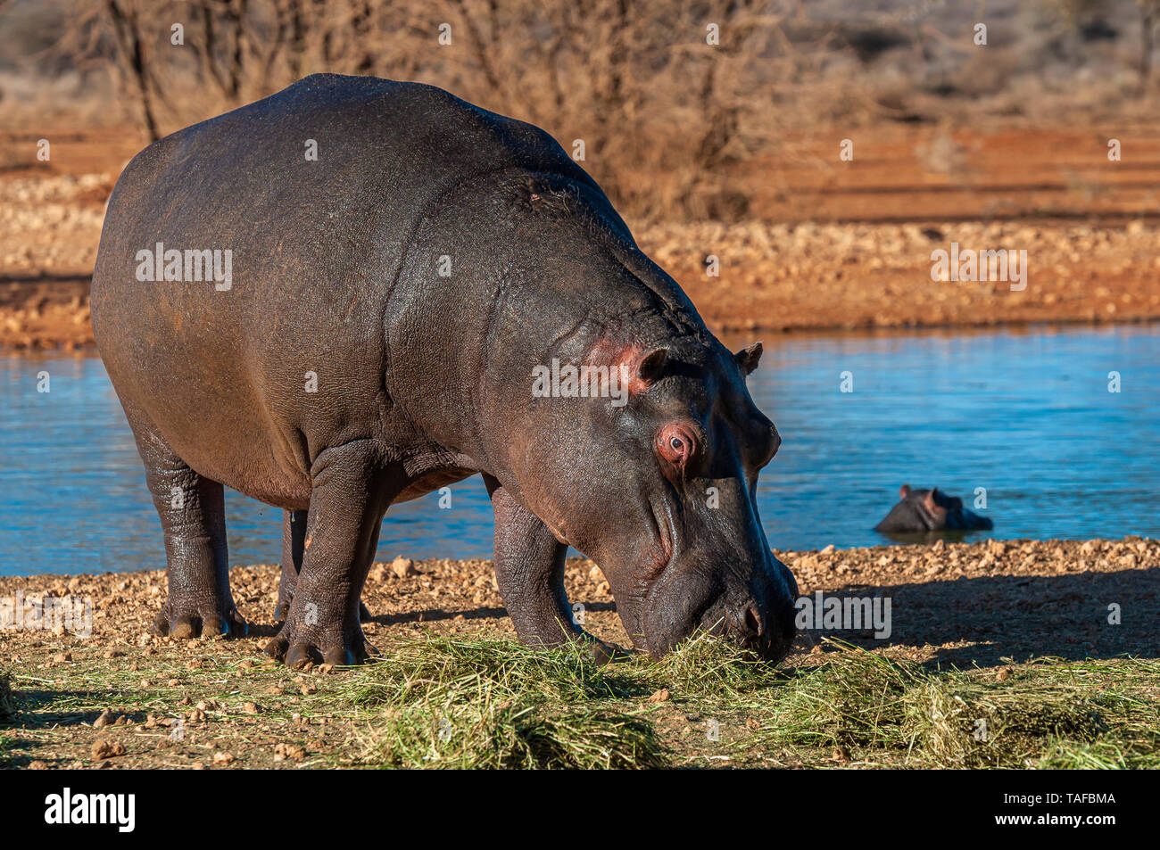 Pâturage d'hippopotame sur couvelée près de l'eau à Erindi Private Game Reserve en Namibie. Banque D'Images