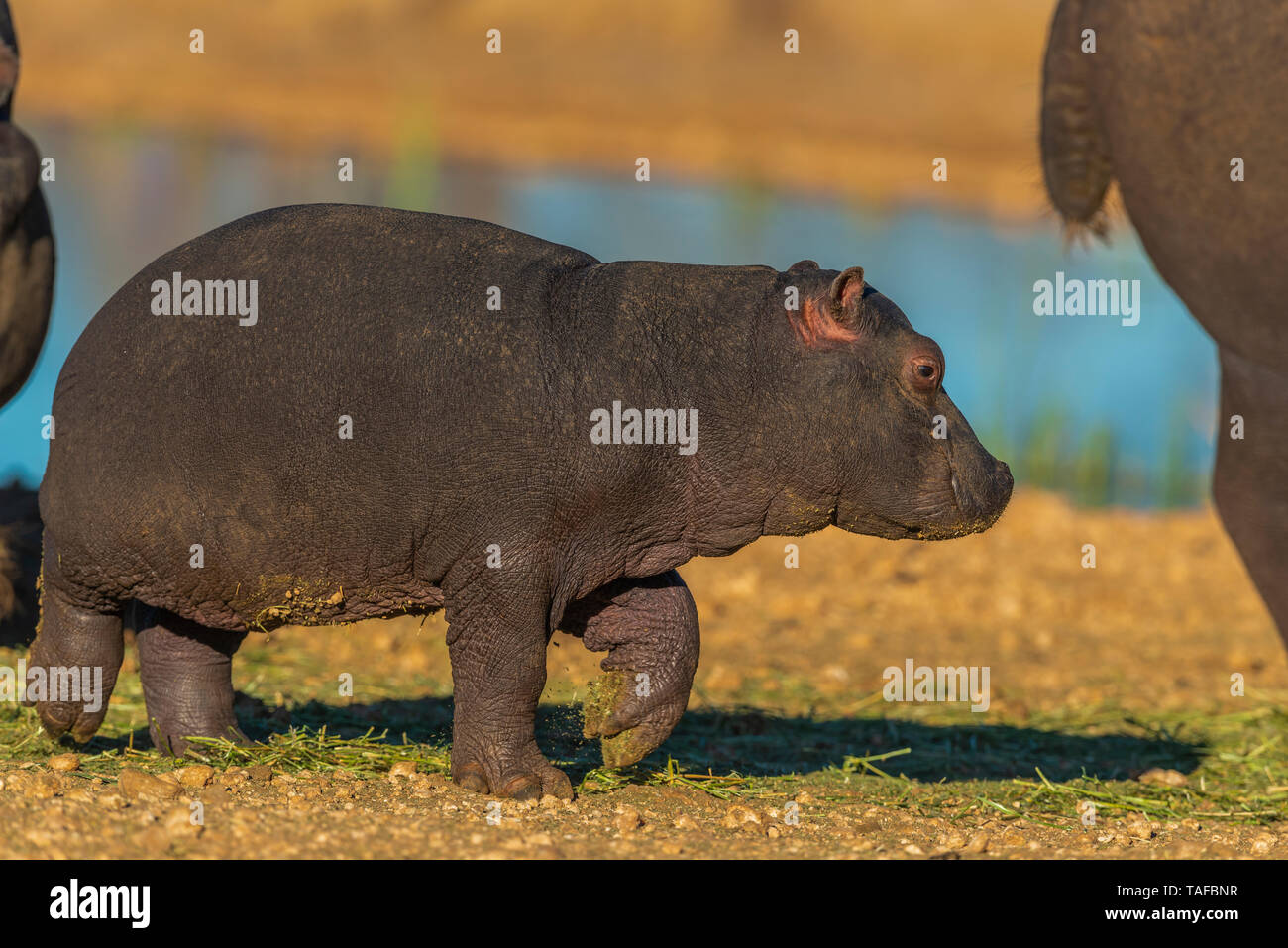 Hippopotamus jeune veau avec la mère à la réserve naturelle privée Erindi en Namibie. Banque D'Images