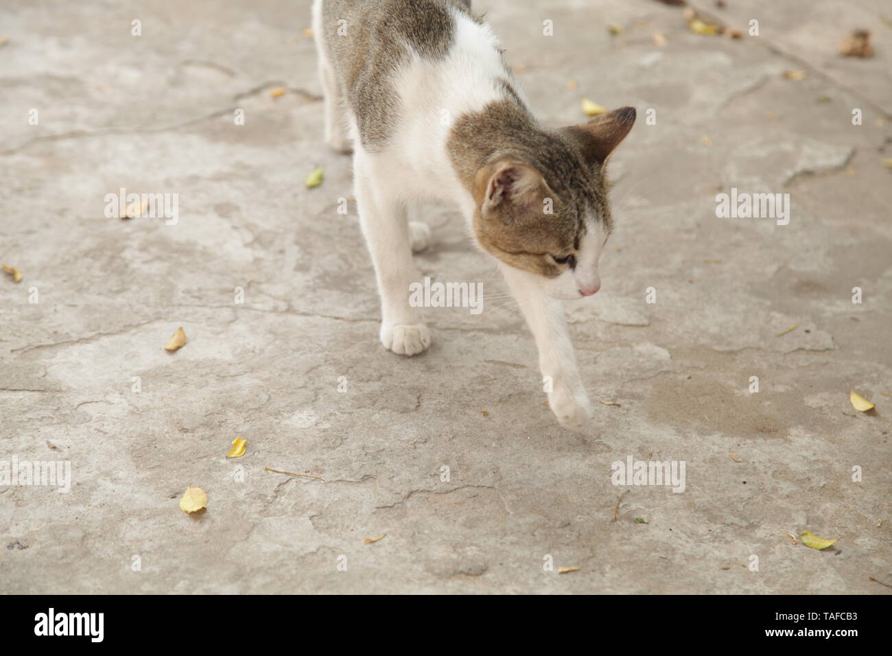 chats Banque D'Images