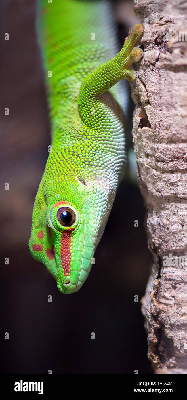 Madagascar Gecko Phelsuma madagascariensis (jour) dans un terrarium, France  Photo Stock - Alamy