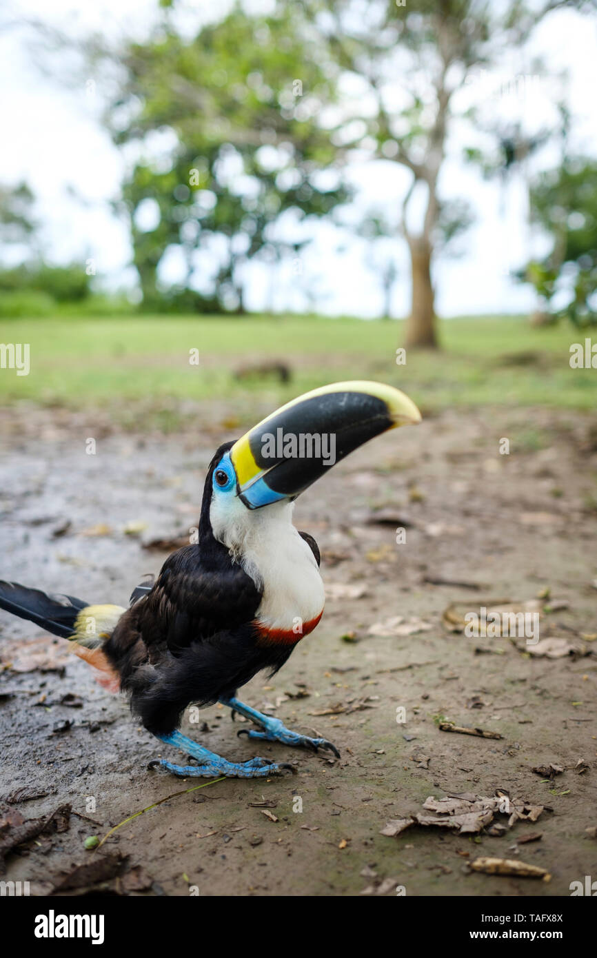 Toucan à un refuge pour animaux sur la rive de la rivière amazonienne près d'Iquitos, Pérou Banque D'Images