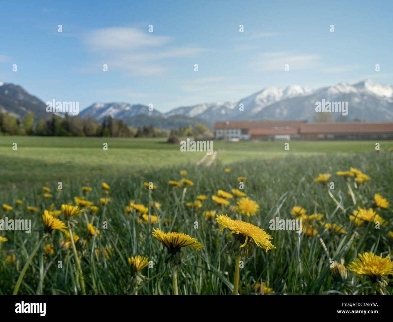 Beau paysage alpin avec flower meadow et alpes en Bavière - Allemagne Banque D'Images