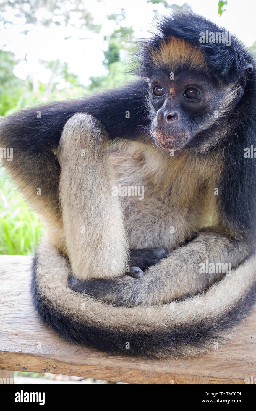 Singe assis à un refuge pour animaux sur la rive de la rivière amazonienne près d'Iquitos, Pérou Banque D'Images