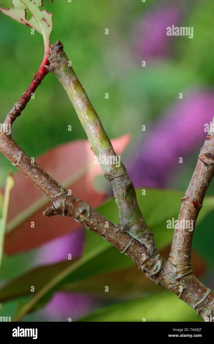 Life Between The Flowers Evergreen Photinia Red Robin For