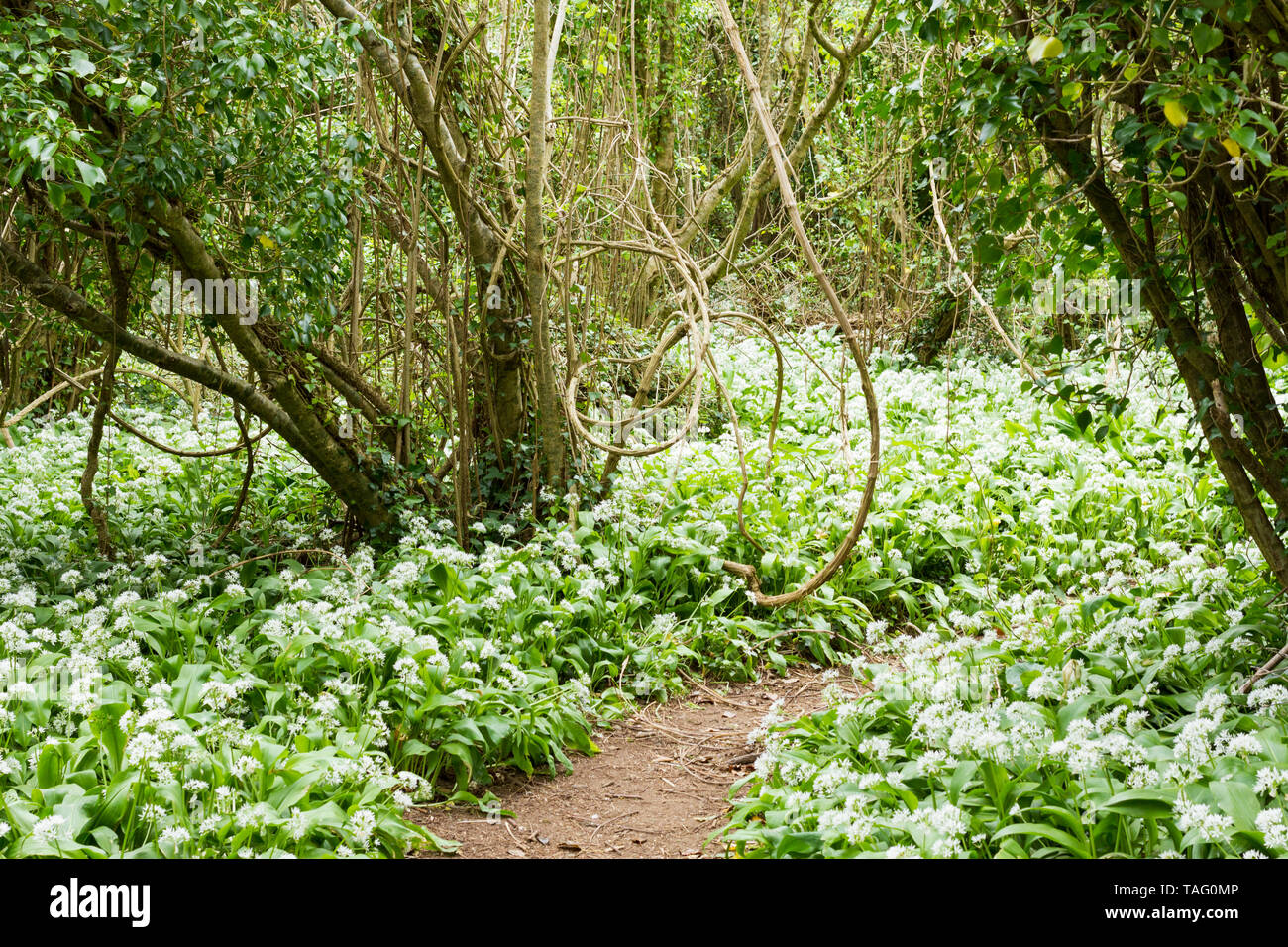 L'Allium ursinum, l'ail des ours, le poireau", "ail des ours", ramsons, buckrams, ail à larges feuilles, bois de l'ail, la floraison dans un bois Anglais Banque D'Images