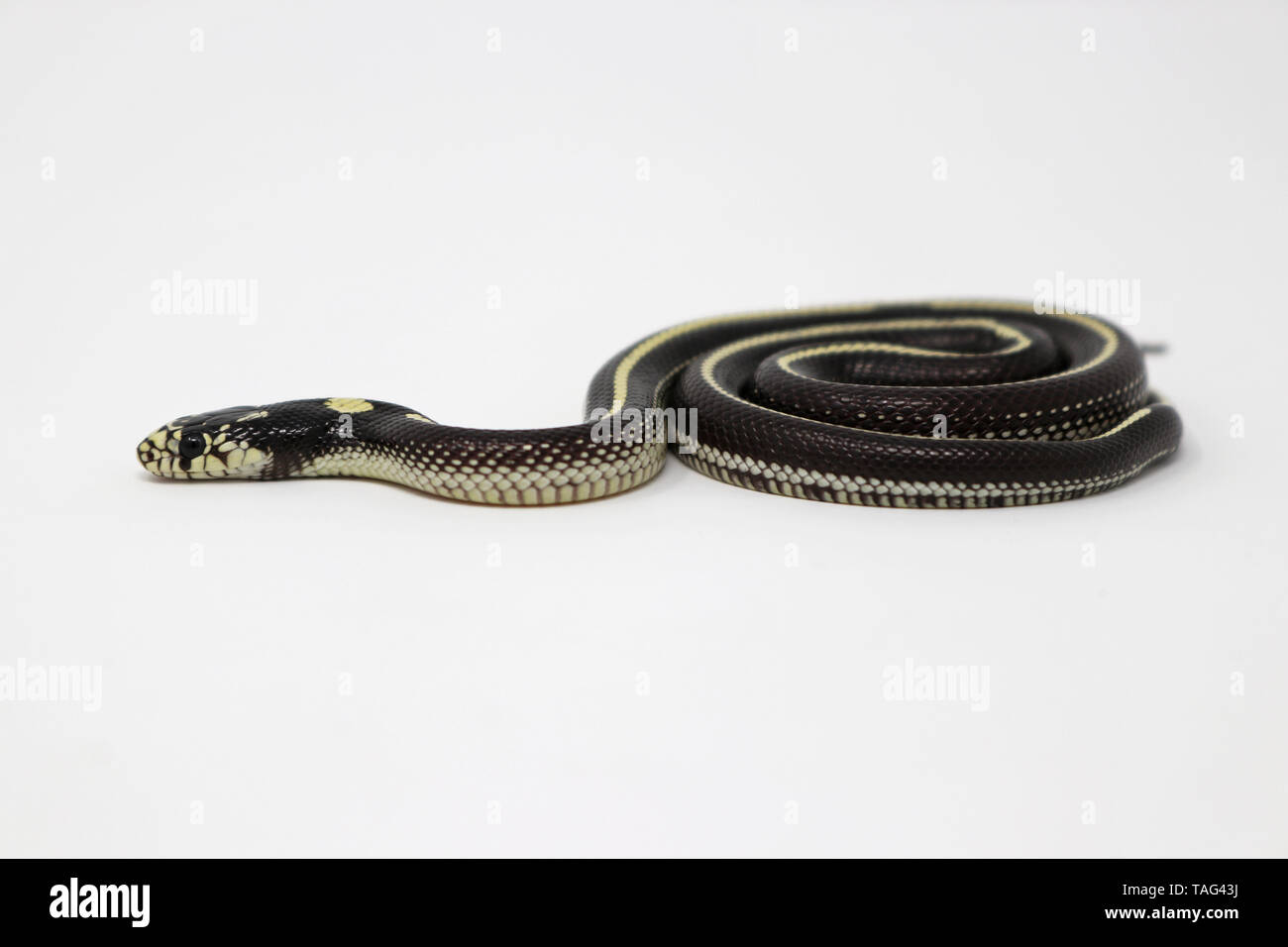 California Kingsnake (Lampropeltis californiae) Banque D'Images