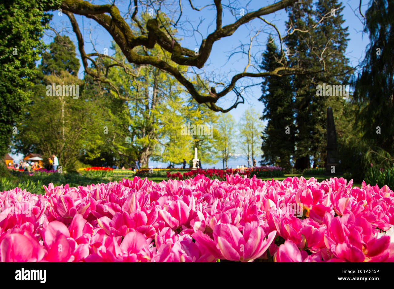 Festival des tulipes à Morges en Suisse city park Banque D'Images