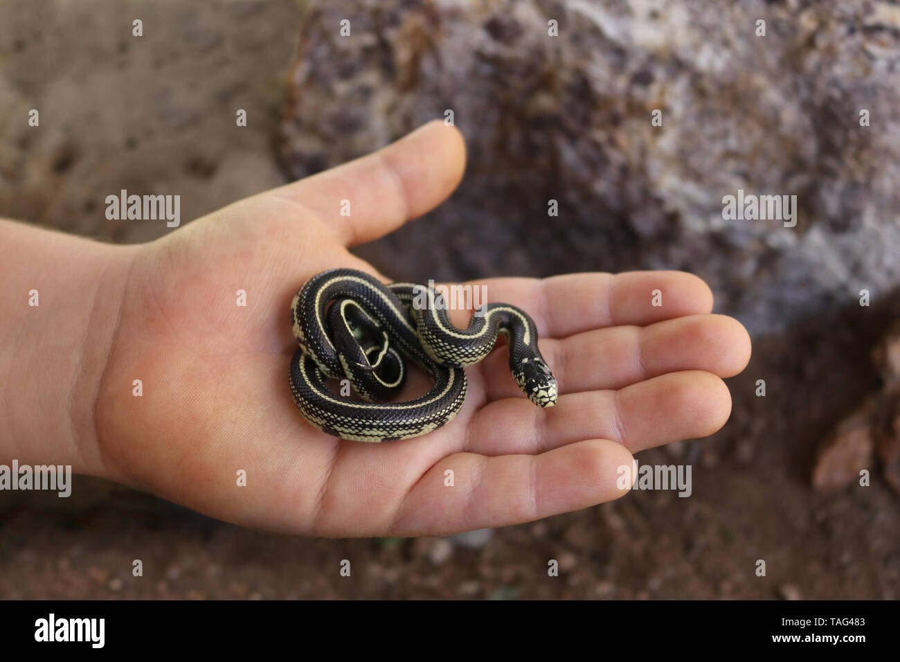California Kingsnake (Lampropeltis californiae) Banque D'Images
