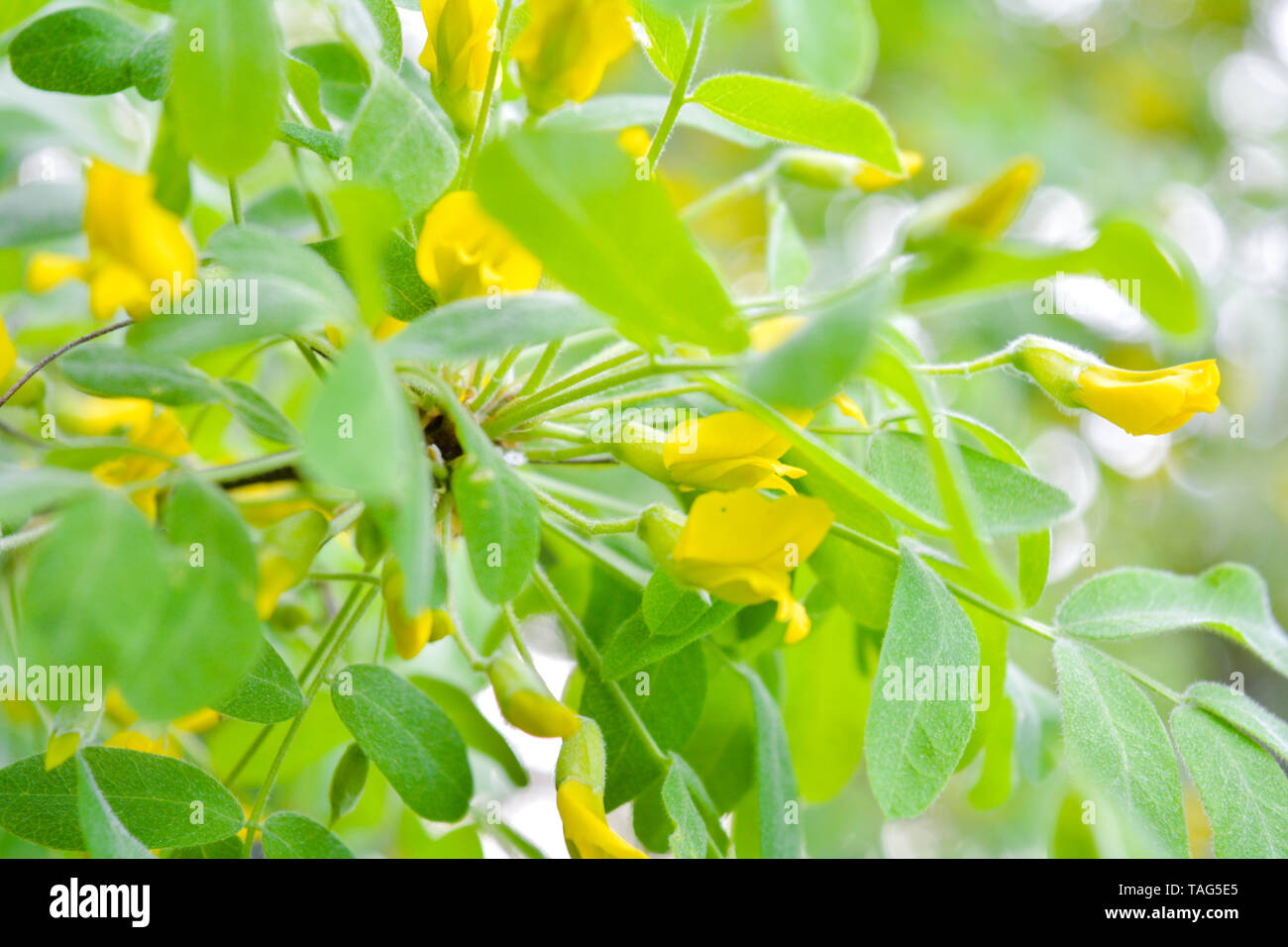 arbre de virginie en 8 lettres