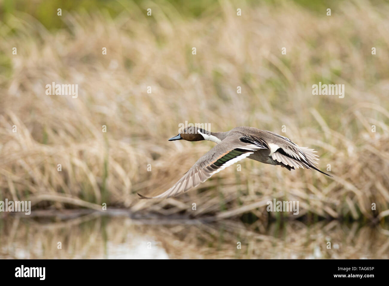 Le Canard pilet mâle volant à Potter Marsh dans le sud de l'Alaska. Banque D'Images