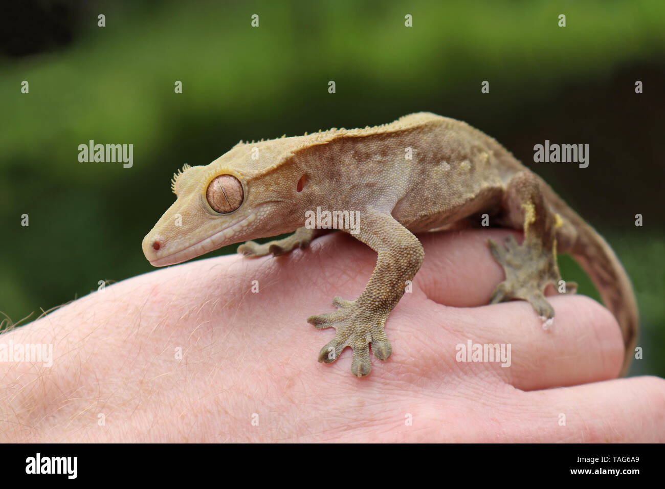Crested Gecko (Correlophus rhachodactylus) Banque D'Images