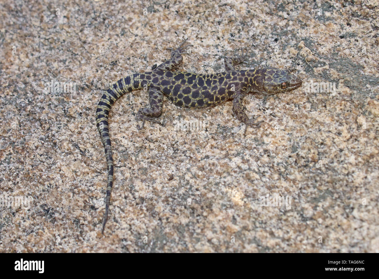 Nuit de granit (Xantusia Lézard henshawi) Banque D'Images