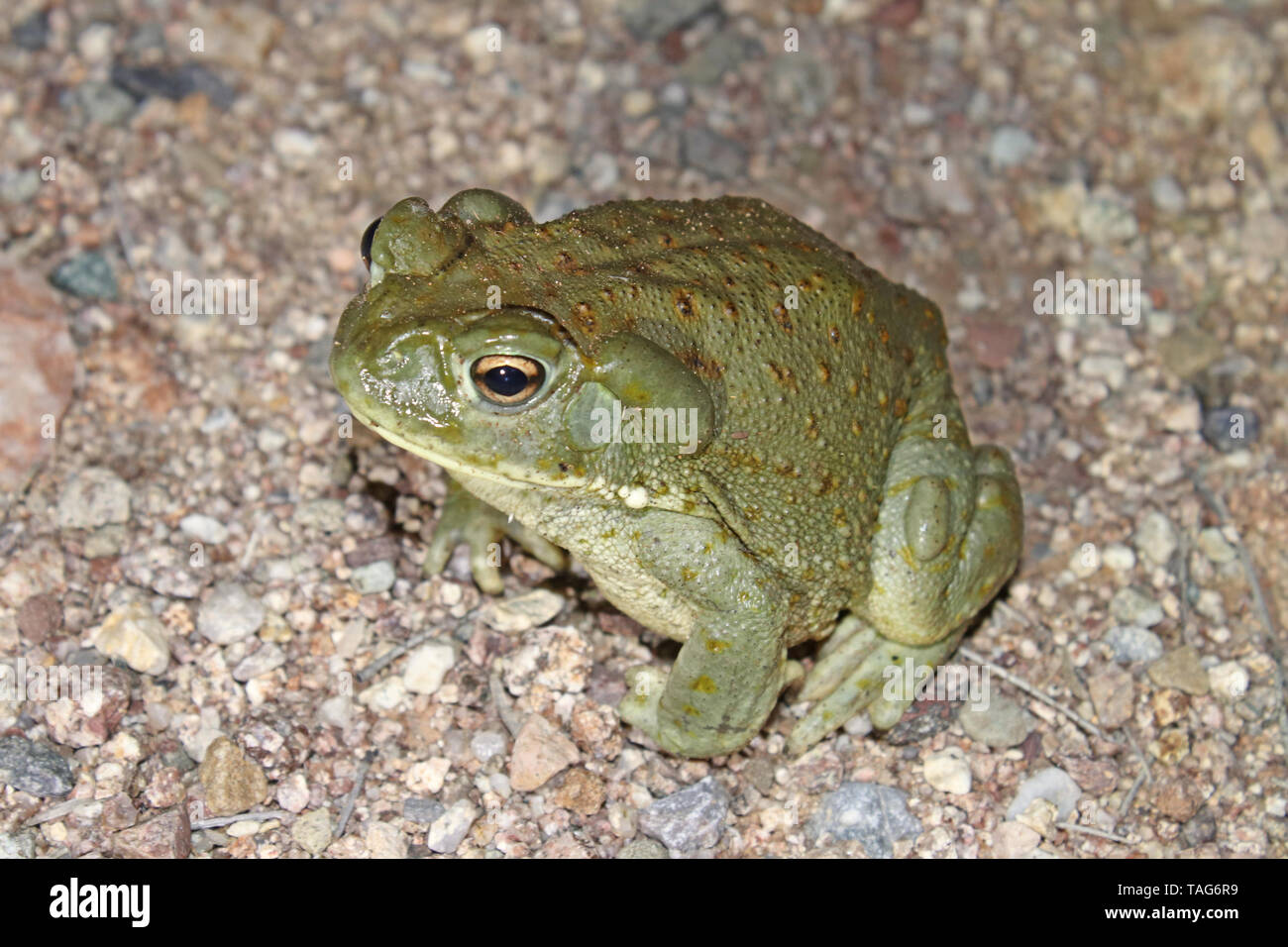 Désert de Sonora Toad (Incilius alvarius) dans le désert de l'Arizona Banque D'Images