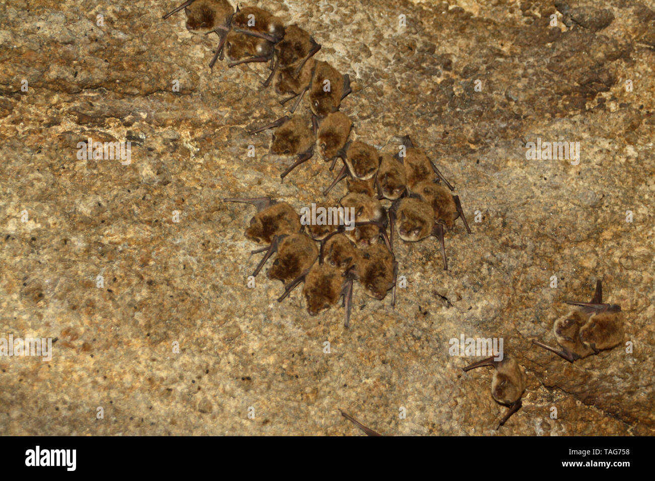 Une Californie Myotis Myotis californicus (colonie de chauves-souris) sur le toit d'une grotte dans le sud de la Californie. Banque D'Images