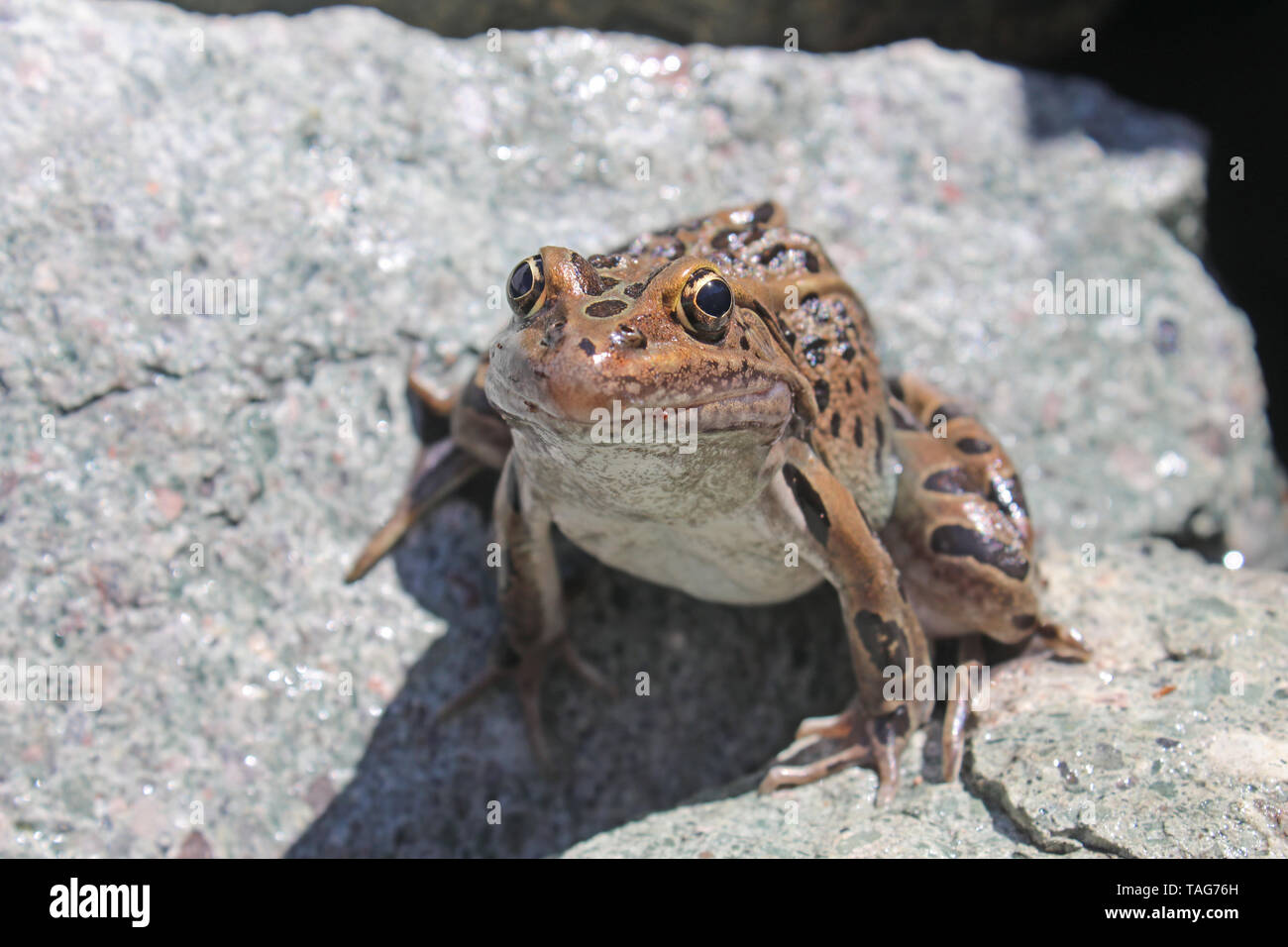 Grenouille léopard (Lithobates pipiens) Banque D'Images