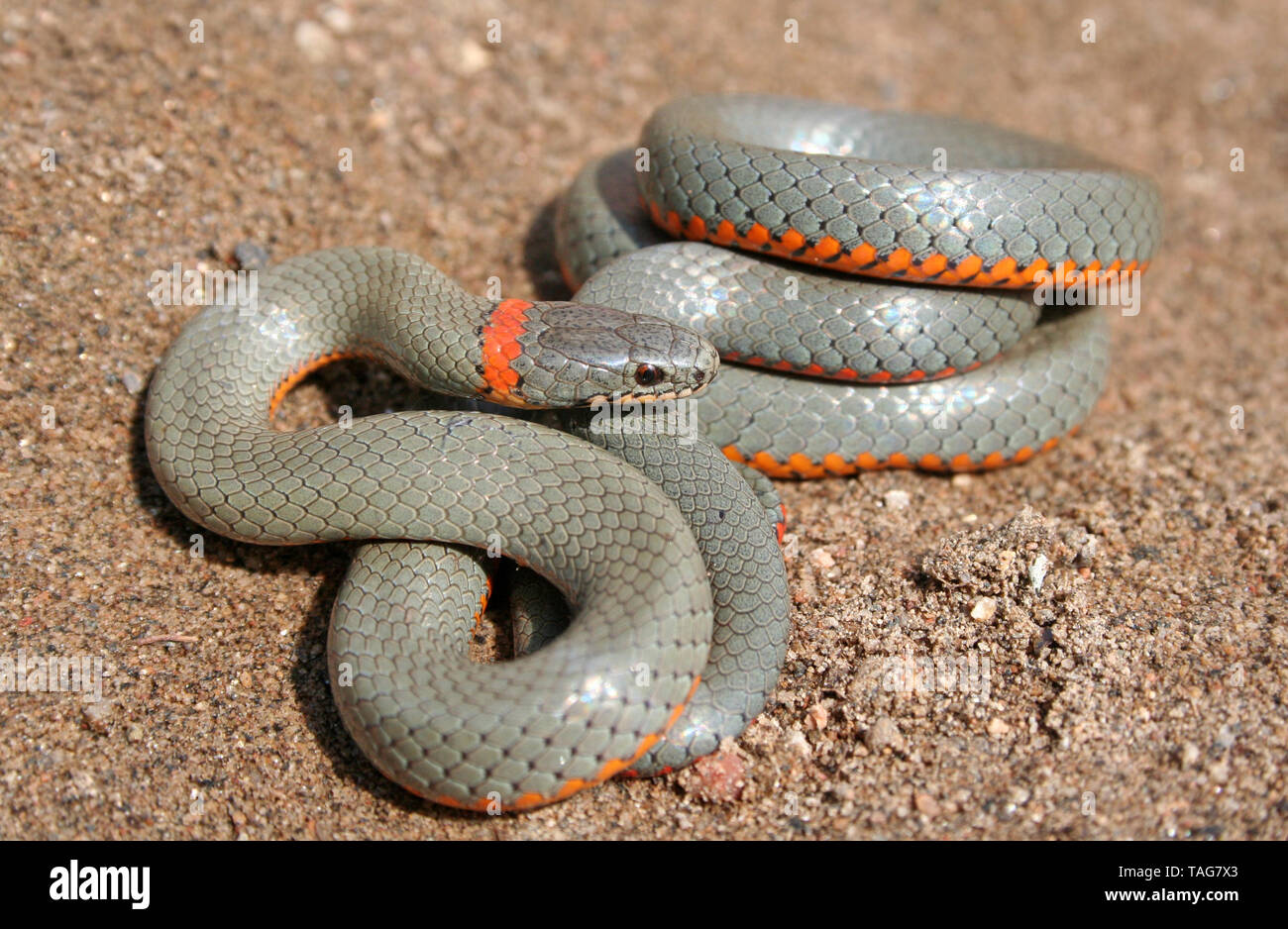 San Diego La couleuvre à collier (Diadophis punctatus similis) Banque D'Images