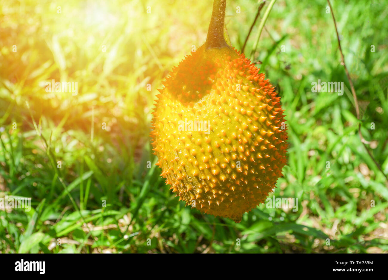 Fruits mûrs gac accrocher sur vigne dans farm / Autres noms Baby jaque, Cochinchin gourd, l'amer Banque D'Images