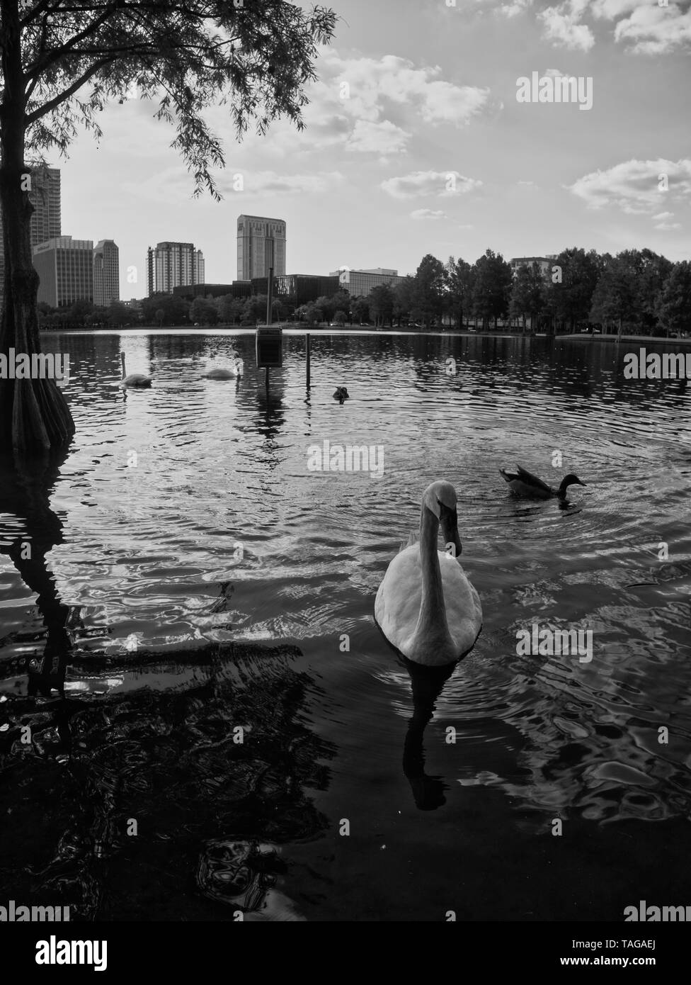 La vue depuis le lac de la ville, l'eau et les oiseaux dans l'eau. Banque D'Images