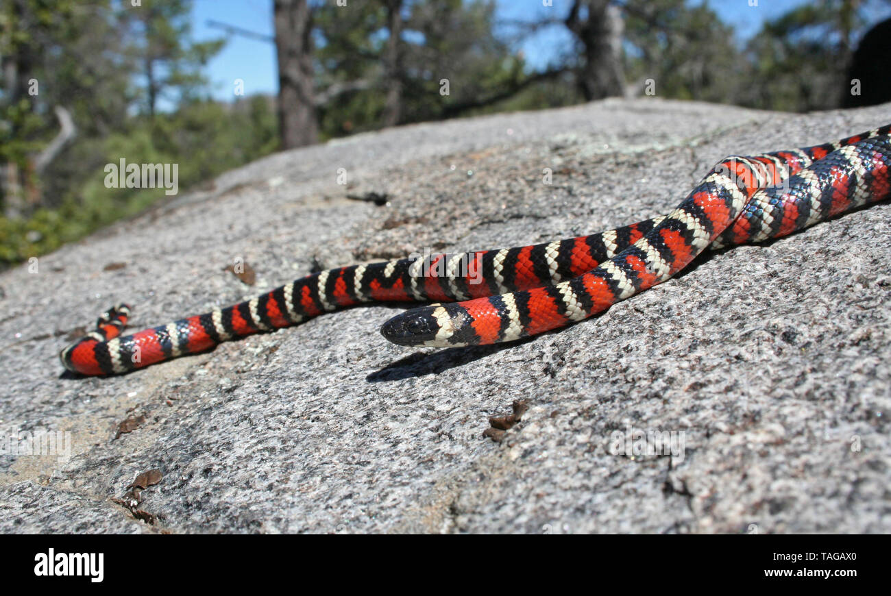 California Mountain Kingsnake (Lampropeltis zonata) ou Coast Mountain Kingsnake (Lampropeltis multifasciata) Banque D'Images