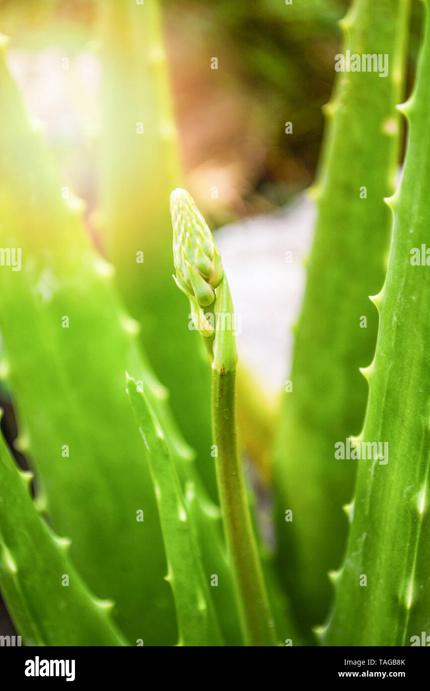 L'usine de vera d'aloès et de plantes médicinales vert feuille fleur dans le jardin herb Banque D'Images