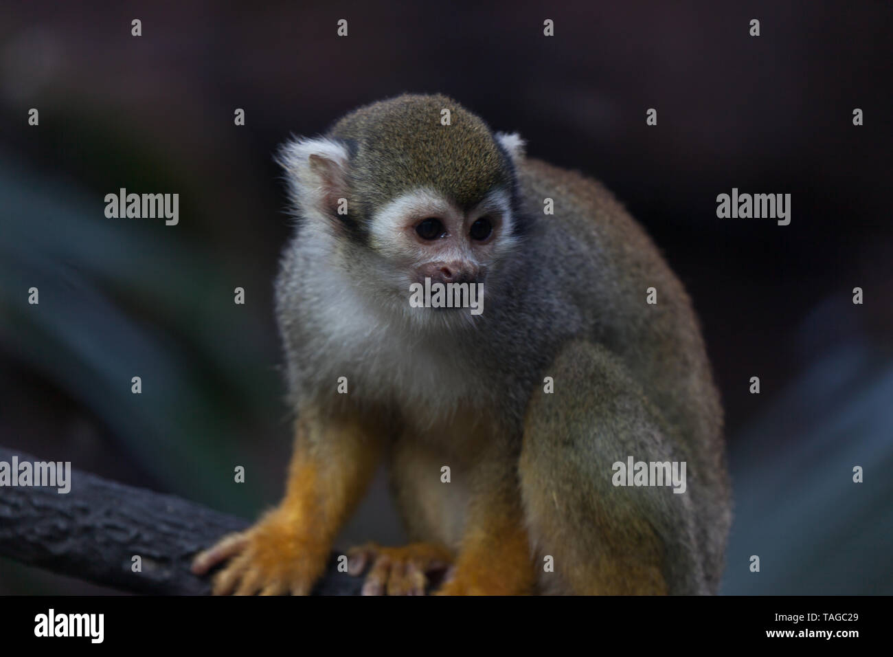 Singe-araignée à la bas Banque D'Images