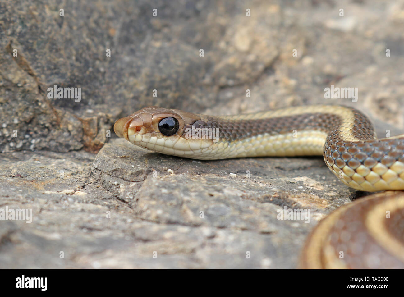 L'autre Patch-nosed Snake (hexalepis virgultea Salvadora) Banque D'Images