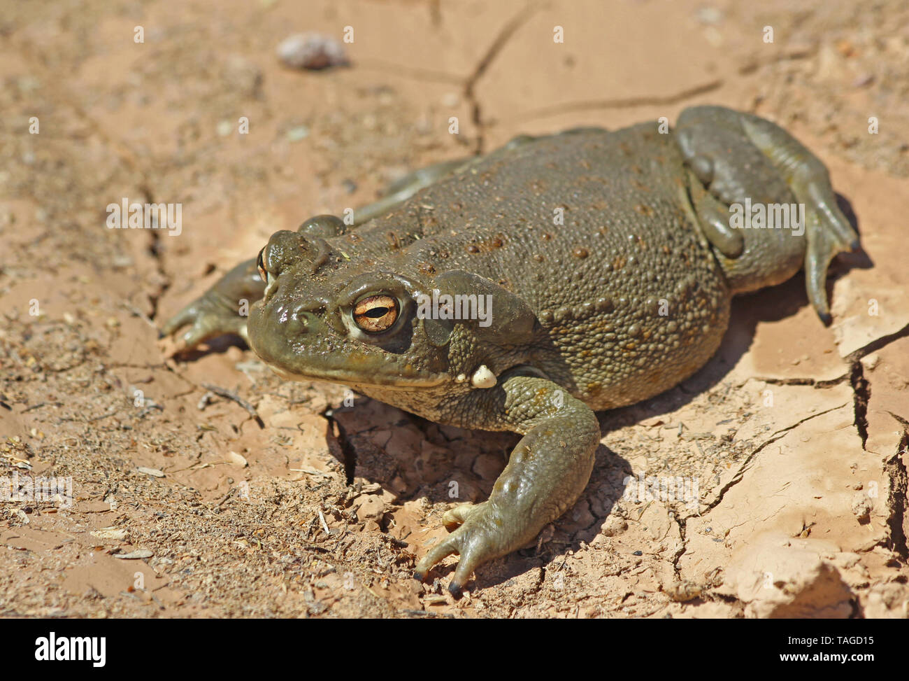 Désert de Sonora Toad (Incilius alvarius) dans le désert de l'Arizona Banque D'Images