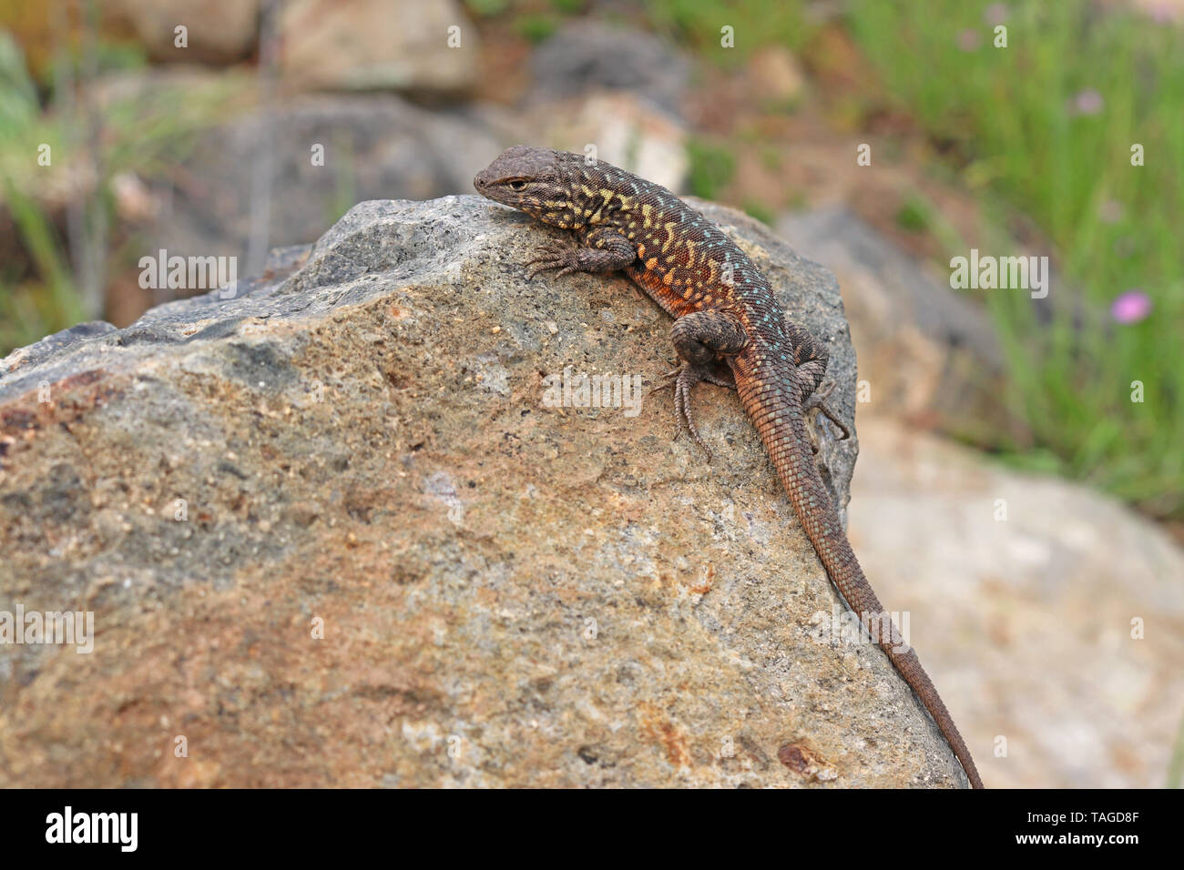 Côté commun-lézard tacheté (Uta stansburiana) Banque D'Images