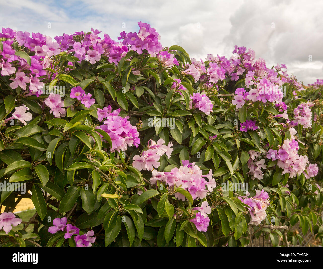 Pseudocalymma alliaceum, mauve fleurs d'ail vine Banque D'Images