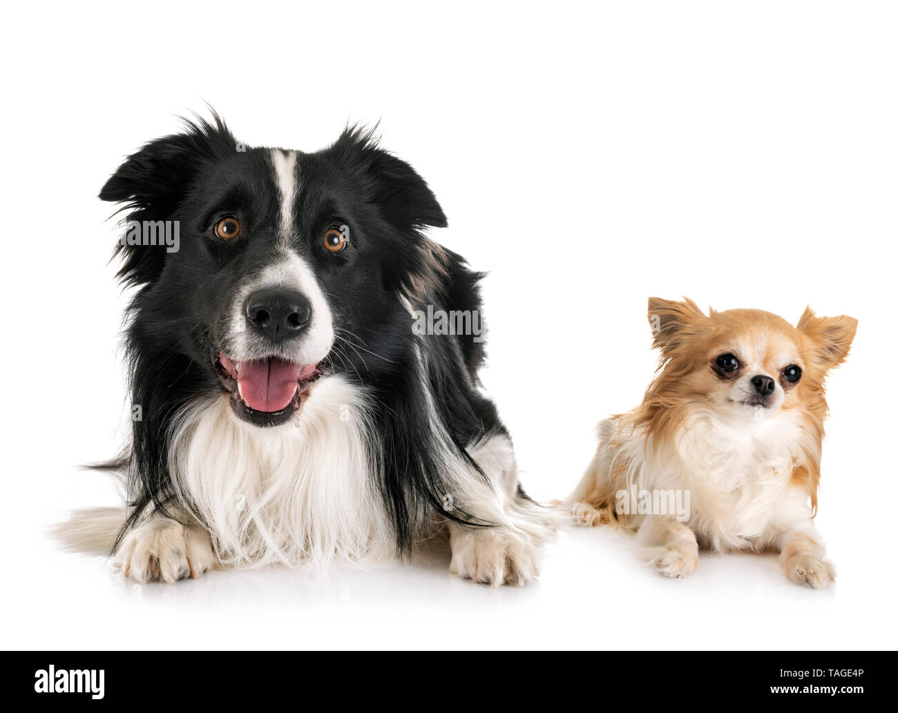 Border Collie et chihuahua in front of white background Banque D'Images