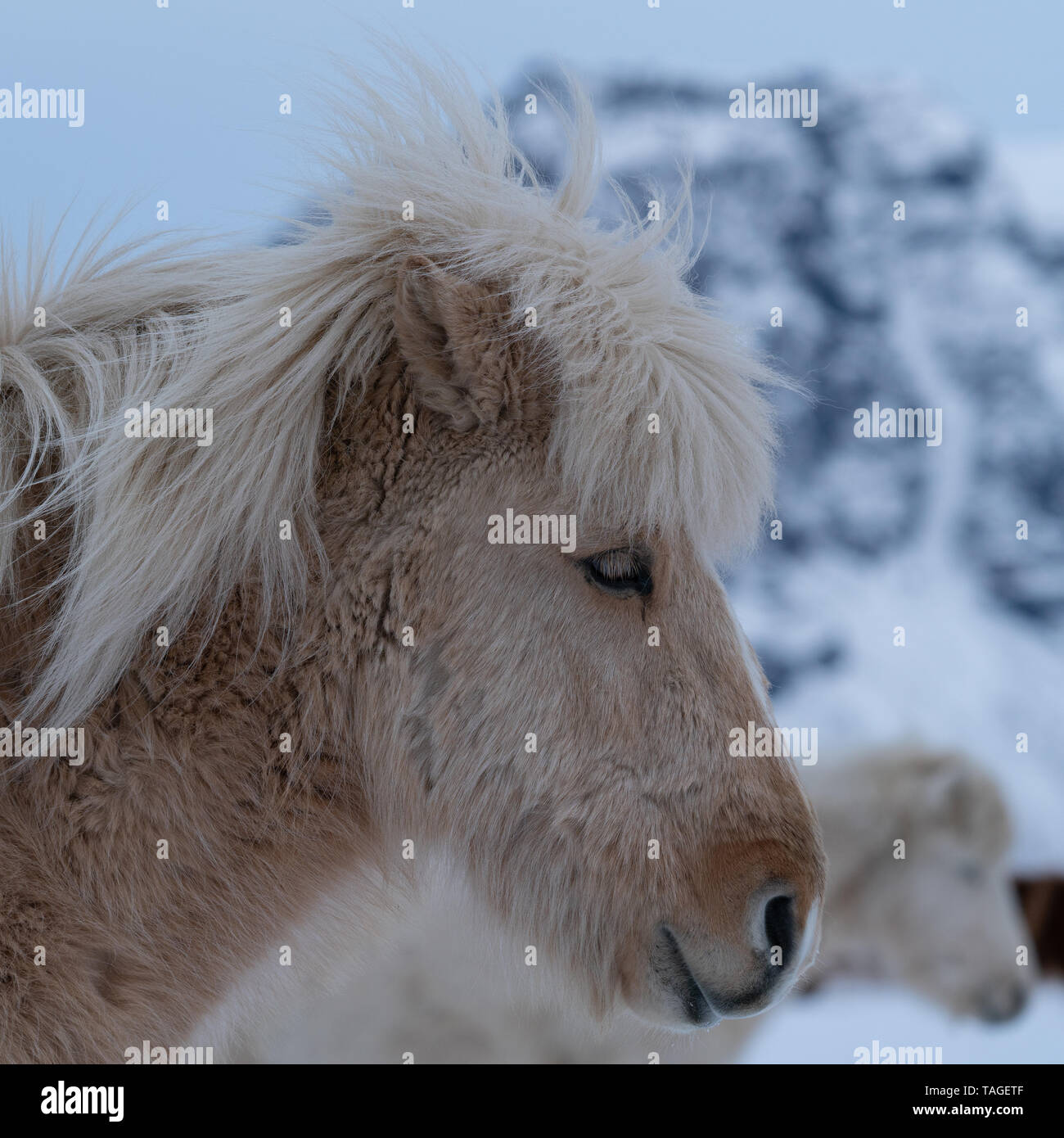 L'Islande le cheval (Equus caballus), cheval de la traditionnelle île islandaise Banque D'Images