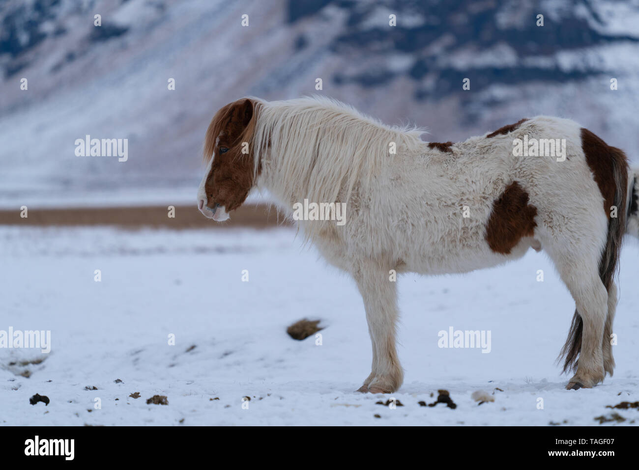 L'Islande le cheval (Equus caballus), cheval de la traditionnelle île islandaise Banque D'Images