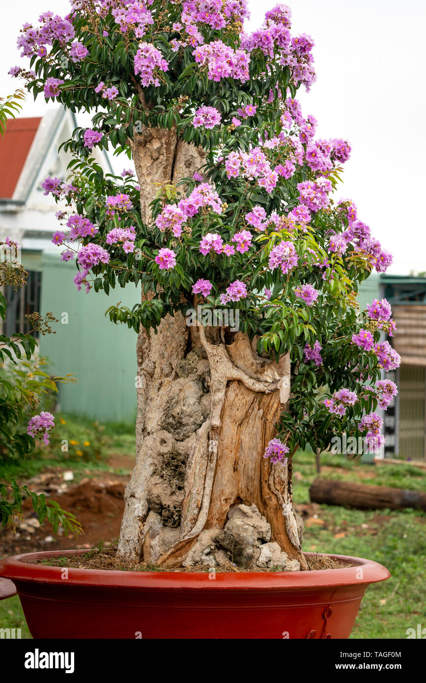 Lagerstroemia speciosa ou Queen's flower bonsai arbre dans un pot dans la nature en plein air Banque D'Images
