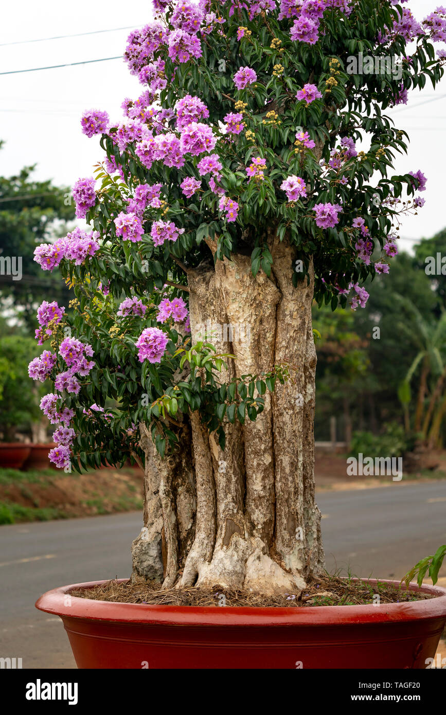 Lagerstroemia speciosa ou Queen's flower bonsai arbre dans un pot dans la nature en plein air Banque D'Images