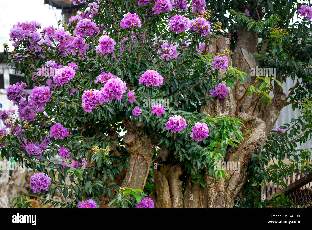 Lagerstroemia speciosa ou Queen's flower bonsai arbre dans un pot dans la nature en plein air Banque D'Images