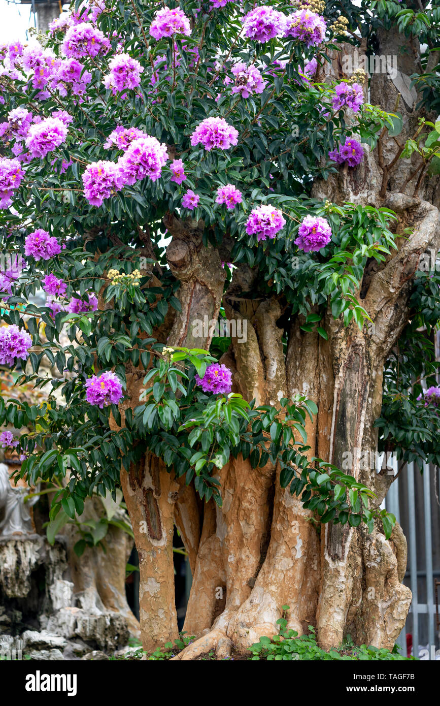 Lagerstroemia speciosa ou Queen's flower bonsai arbre dans un pot dans la nature en plein air Banque D'Images