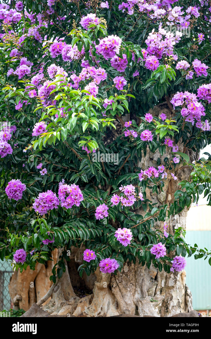 Lagerstroemia speciosa ou Queen's flower bonsai arbre dans un pot dans la nature en plein air Banque D'Images
