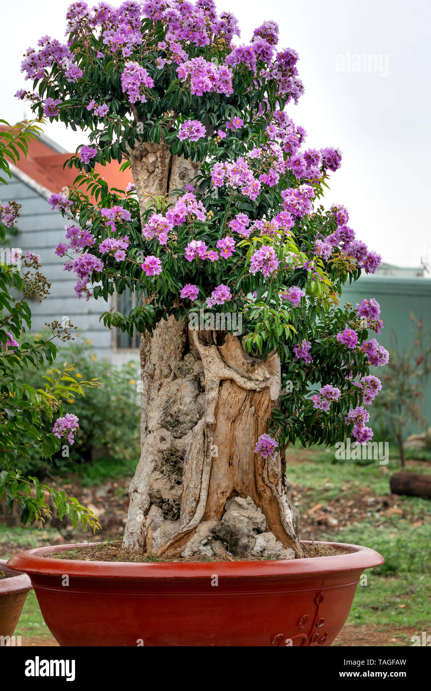 Lagerstroemia speciosa ou Queen's flower bonsai arbre dans un pot dans la nature en plein air Banque D'Images