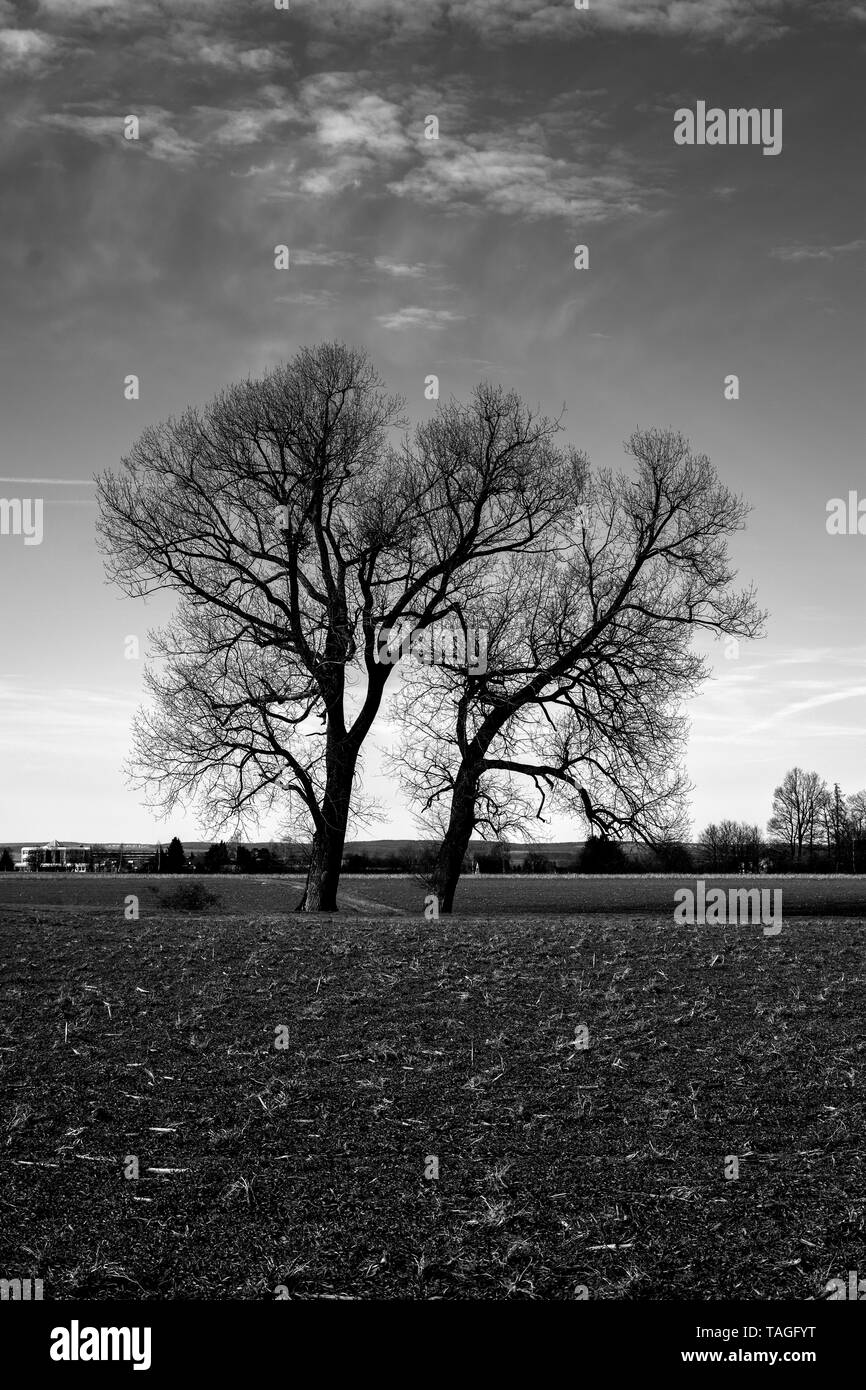 L'arbre Banque D'Images