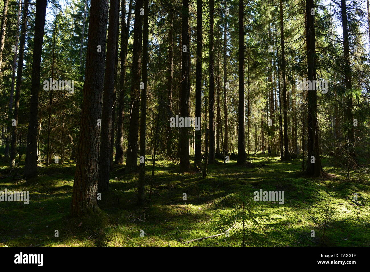 Mousse de forêt entre les épinettes dans l'ombre et la lumière du soleil du matin Banque D'Images