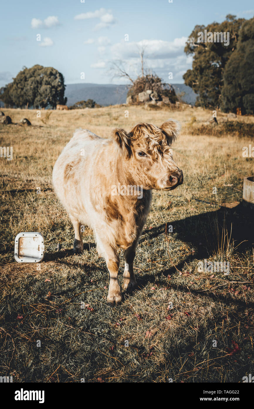 Vache Highland en paddock herbeux dans la région des Snowy Mountains Nouvelle Galles du Sud Banque D'Images