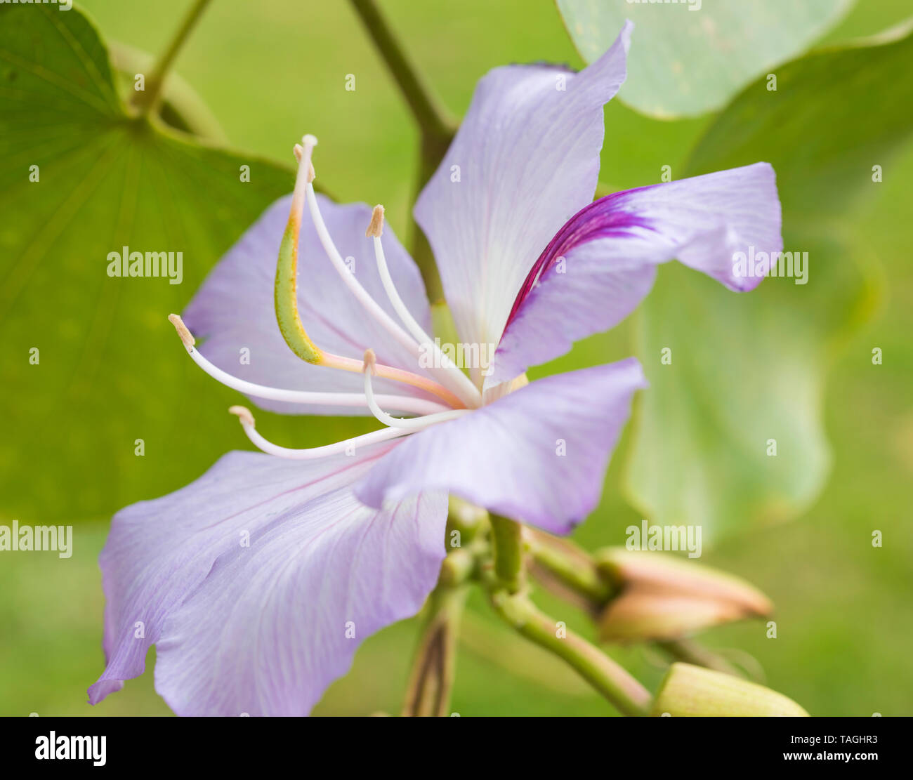 Close-up détail d'un mauve lilas fleur de bauhinia arbre orchidée de pétales et stigmatisation en jardin Banque D'Images